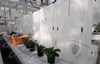 Met sensoren vroegtijdig signalen opvangen van bedreigde planten