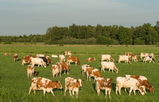 Provincie Utrecht gaat duurzame melkveehouders belonen