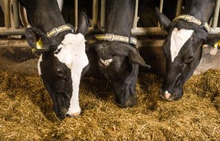 380 Drentse melkveehouders melden zich voor verduurzamingsprogramma