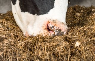 NVWA neemt 128 runderen in bewaring in Utrecht