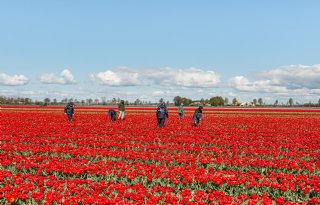 Volgend+jaar+%27ongekend%27+tekort+aan+tulpenbollen+verwacht