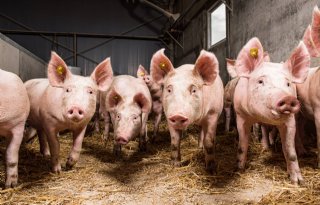 Beter Leven vereist meer ruimte bij kleine groepen varkens