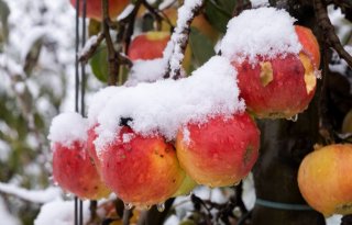 NFO: margeverdeling in fruitketen moet anders