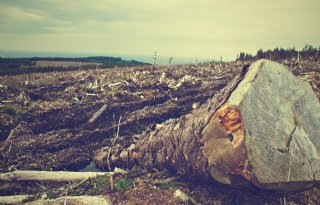 EU verbiedt import van producten die bijdragen aan ontbossing