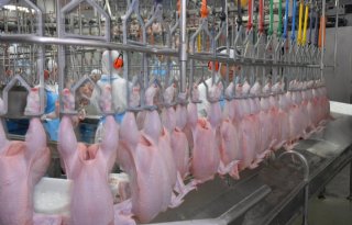 NVWA verlaagt slachtsnelheid bij pluimveeslachterij Limburg