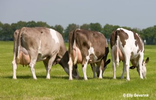 %27Tere+Holsteins+kruis+ik+in+met+Fleckvieh%27