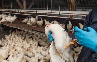 Frankrijk heeft drie vaccinatiescenario's voor vogelgriep