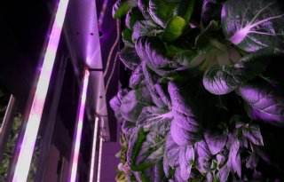 Plantlab gaat indoor farms bouwen in Midden-Oosten en Noord-Afrika