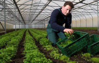 Biologisch groentebedrijf probeert zich te onderscheiden op lokale markt