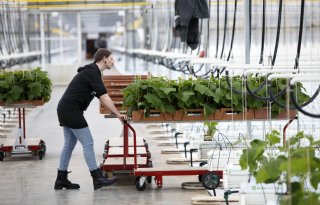 Cao Glastuinbouw definitief na moeizame onderhandelingen