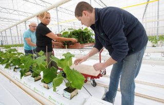 Glastuinders zetten eerste nieuwe planten in de kas