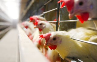 Vogelgriep op Tsjechisch pluimveebedrijf: 750.000 kippen geruimd