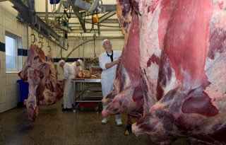 Nederland slachtte vorig jaar meer runderen