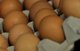 5 vragen over schade door eierkartels
