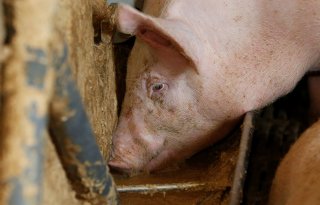 Tweehonderd varkensbedrijven worden in 2024 onderzocht op zoönosen
