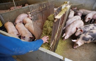 Nederlandse slachterijen slachten minder varkens