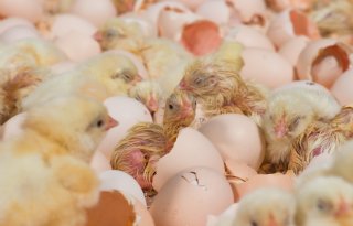 Convenant dierwaardige veehouderij wacht gespannen op controversieel of niet