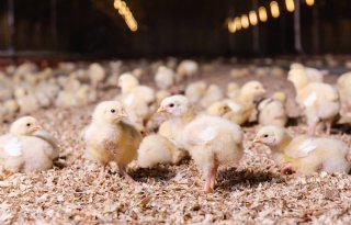 Benchmarkwaarden antibioticagebruik vleeskuikenbedrijven omlaag