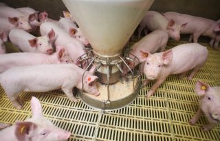 Extra aminozuren voorkomen ongewenst gedrag bij varkens met eiwitarm rantsoen