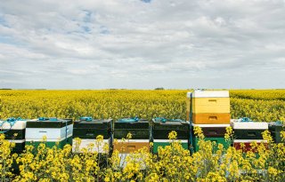 Ctgb is positief over aanpassingen bijenrichtsnoer