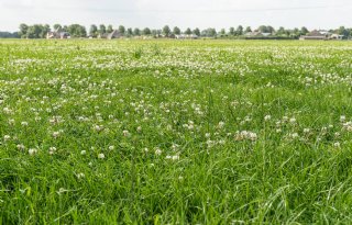 5 vragen over de vervanging van grasland door bouwland
