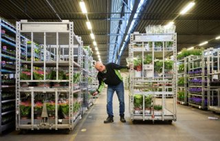 Verkoopcijfers tuinplanten FloraHolland opnieuw in de plus