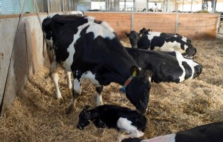 Minder methaanuitstoot bij koeien door sturen op pensbacterie