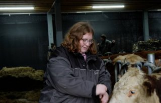 Zorg tussen de koeien in potstal van zorgboerderij Blommendal