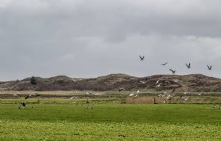 CDA Noord-Holland vraagt om adequate preventieregels faunaschade