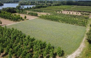 Brabantse boomkwekers werken aan toekomstplan