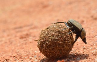 Onderzoekers: minder mestkevers door vliegenbehandeling en bestrijdingsmiddelen