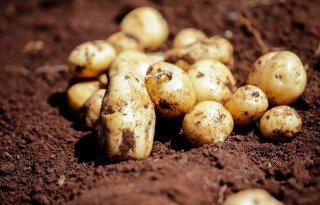 Solynta en Freshcrop samen aan de slag met hybride aardappelen in Kenia