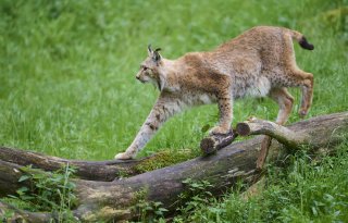 Minister Van der Wal vindt mogelijke terugkeer lynx 'een dilemma'