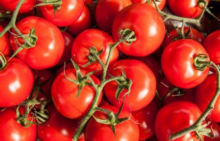Turks landbouwministerie zet verbod op tomatenexport niet door