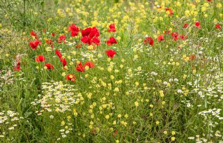 Stikstofdepositie+ook+op+grote+schaal+nadelig+voor+biodiversiteit