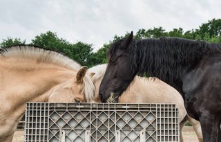 Koninklijke Nederlandse Hippische Sportfederatie stapt uit Sectorraad Paarden