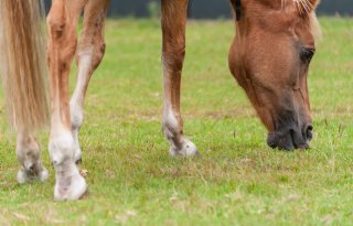 Europees burgerinitiatief tegen paardenslacht geaccepteerd