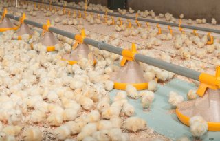 Vlaamse veehouders krijgen subsidie voor antibioticareductie