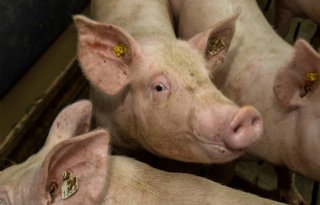 Uitbraken van Afrikaanse varkenspest in Noord-Italië