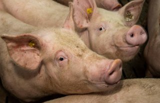 Vlaamse opkoopregeling varkenshouderij gaat door