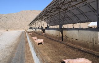 Voedselafval van Las Vegas geeft varkens spek aan de ribben
