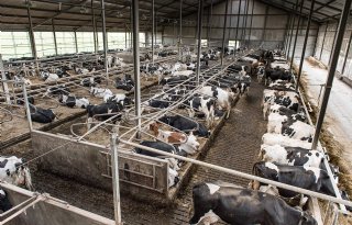 Manifest melkveehouderij: geen verdere krimp veestapel