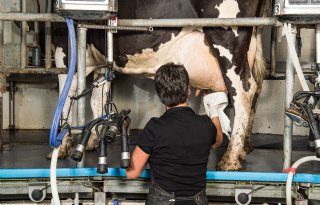 Zuivelbedrijven blijven maar trekken aan melk