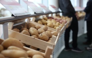 BO Akkerbouw: maak van 30 mei Internationale Aardappeldag