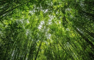 Carbon Farmers zoekt bamboetelers en beloont met carbon credits