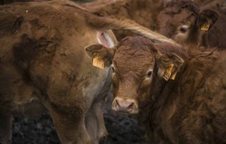 Biefstuk nog duurder door runderschaarste