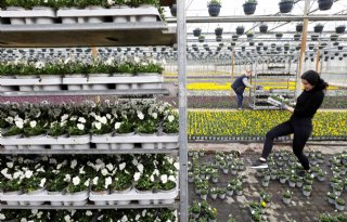 FloraHolland verkoopt meer tuinplanten door zonnige dagen