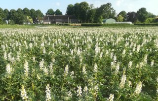 Nieuw project gericht op groei eiwitproductie