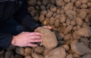 Snel aardappelen kunnen leveren na behandeling met kiemremmer Argos