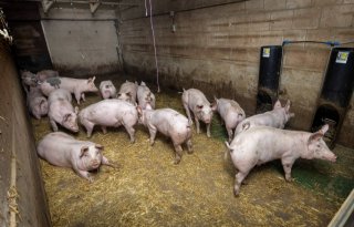 Biologische varkenshouderij heeft wind in de zeilen, maar marktplan is nodig